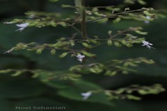 Plectranthus wightii